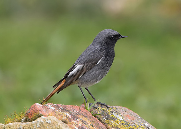 Black Redstart (adult male)