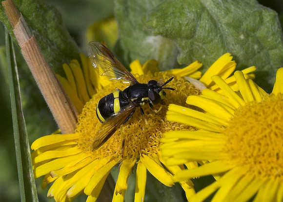 Hoverfly (Chrysotoxum bicinctum) female