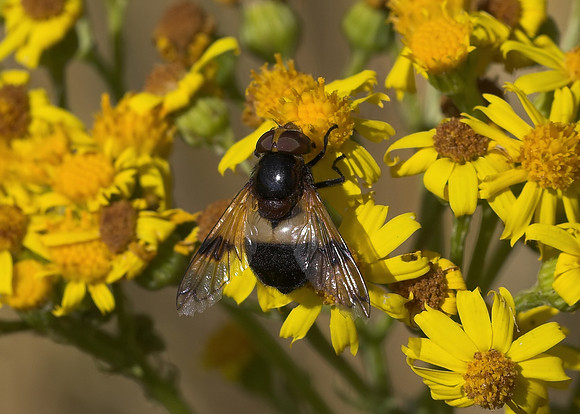 Great Pied Hoverfly (Volucella pellucens) female