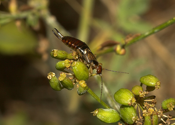 Common Earwig (Forficula auricularia) female