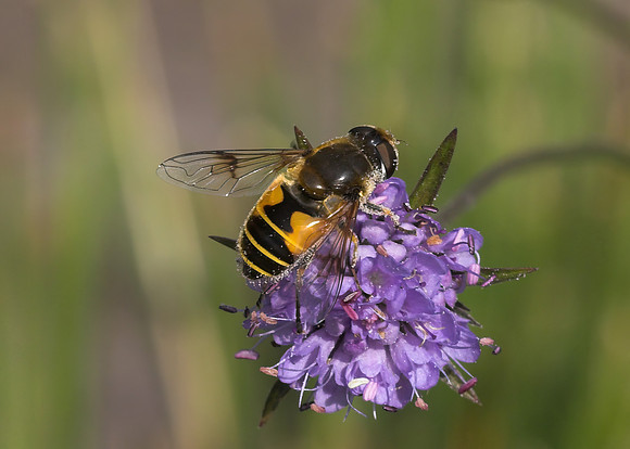 Hoverfly (Eristalis horticola) female