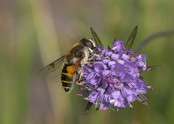 Hoverfly (Eristalis horticola) female
