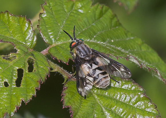 Twin-lobed Deerfly (Chrysops relictus) female