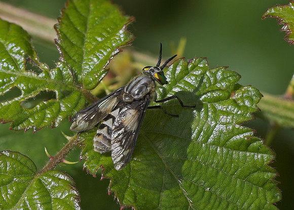 Twin-lobed Deerfly (Chrysops relictus) female