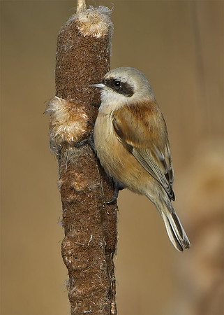 Penduline Tit