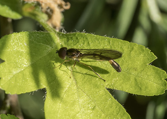 Hoverfly (Baccha elongata) male