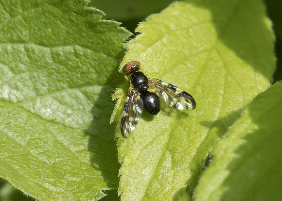 Hogweed Picture-wing Fly (Euleia heraclei)
