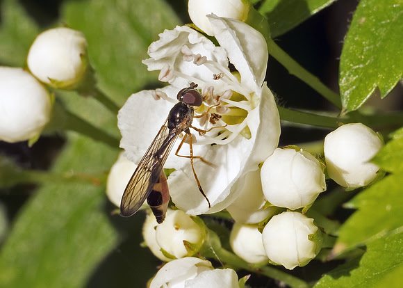 Hoverfly (Baccha elongata) female