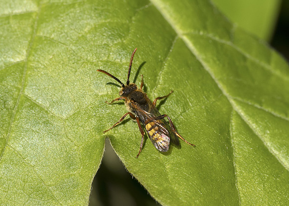 Flavous Nomad Bee (Nomada flava) male