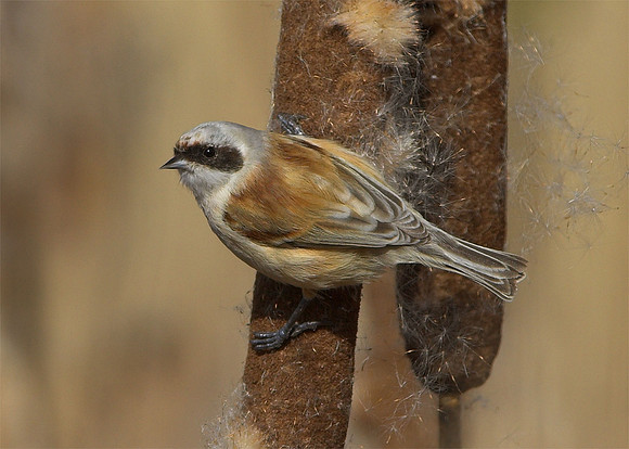 Penduline Tit