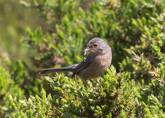 Dartford Warbler (female)