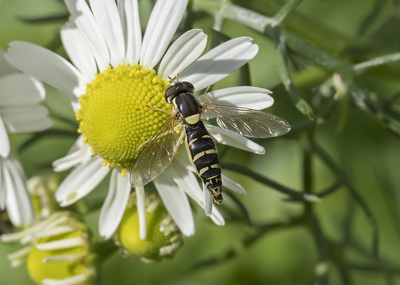 Hoverfly (Sphaerophoria scripta) female
