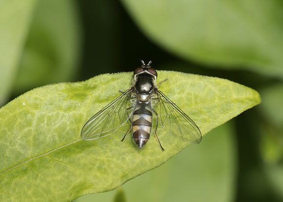 Hoverfly (Meliscaeva auricollis) female