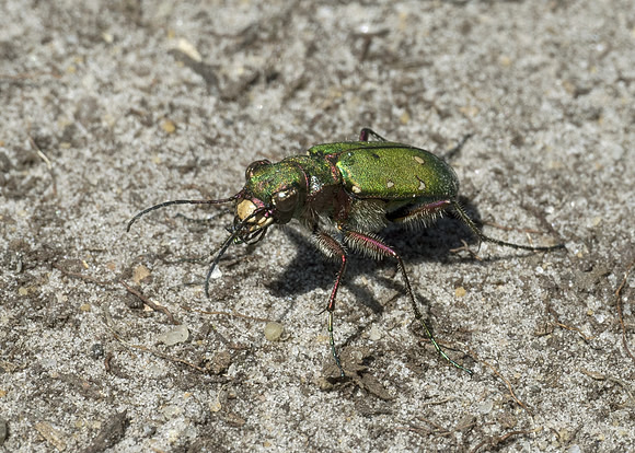 Green Tiger Beetle (Cicindela campestris)