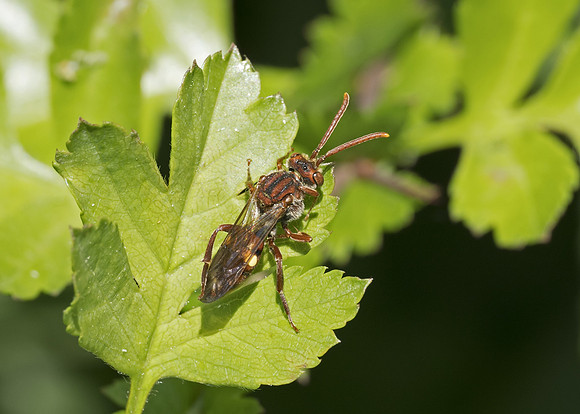 Fork-jawed Nomad Bee (Nomada ruficornis) female