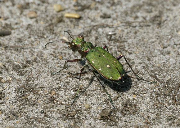 Green Tiger Beetle (Cicindela campestris)