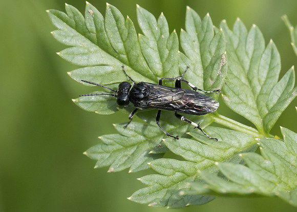 Large Elder Sawfly (Macrophya albicincta)