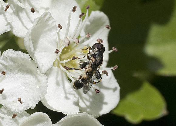Thick-legged Hoverfly (Syritta pipiens) female