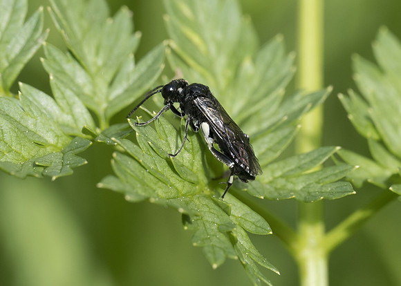 Large Elder Sawfly (Macrophya albicincta)