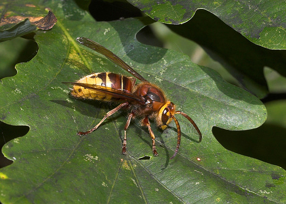 Hornet (Vespa crabro)