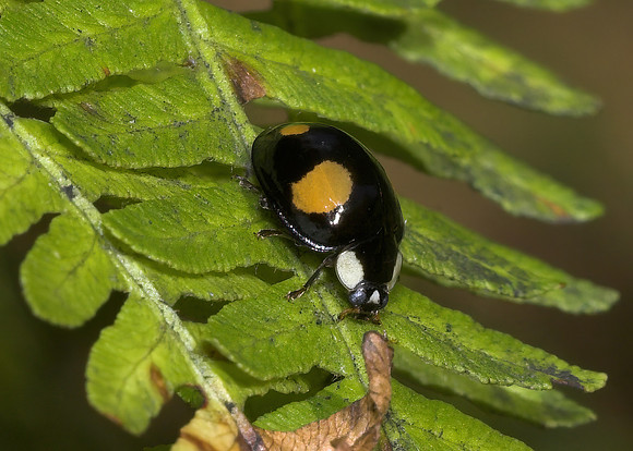 Harlequin ladybird (Harmonia axyridis - form spectabilis)