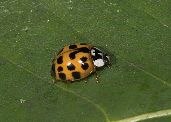 Harlequin ladybird (Harmonia axyridis - form succinea)