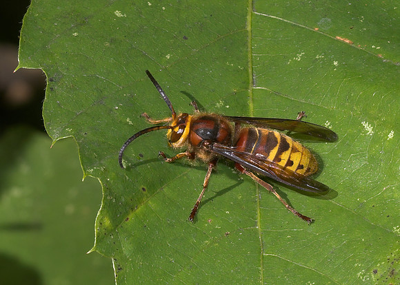 Hornet (Vespa crabro)