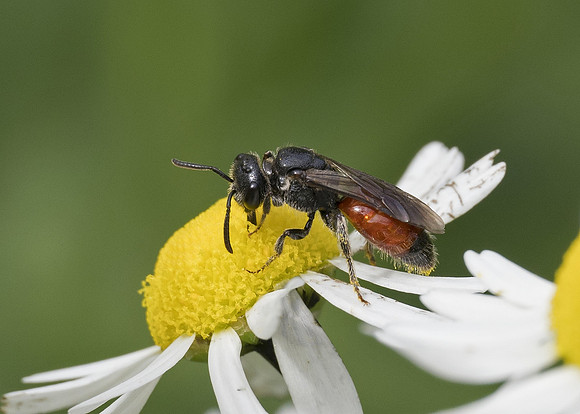 Bare-saddled Blood Bee (Sphecodes ephippius) female