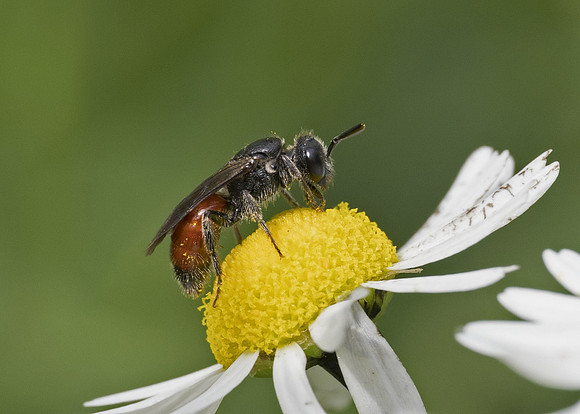 Bare-saddled Blood Bee (Sphecodes ephippius) female