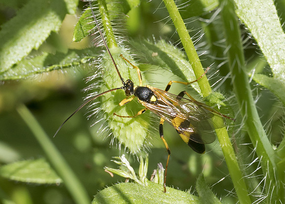 Ichneumon wasp (Amblyteles armatorius) male