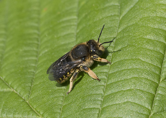 British Wool-carder Bee (Anthidium manicatum nigrithorax) female