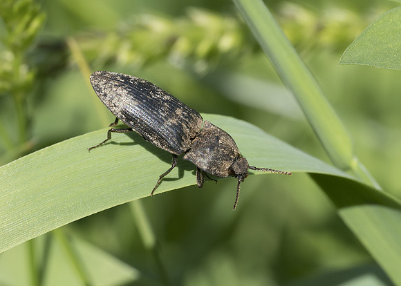 Mottled Dingy-brown Click Beetle (Agrypnus murinus)