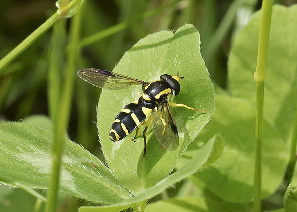 Superb Ant-hill Hoverfly (Xanthogramma pedissequum) male