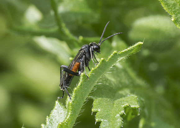 Red-belted Sawfly (Macrophya annulata) female