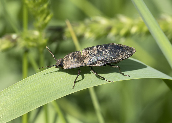 Mottled Dingy-brown Click Beetle (Agrypnus murinus)