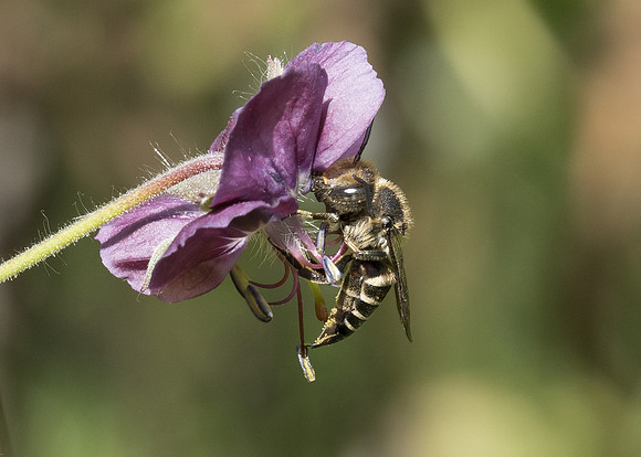 Shiny-vented Sharp-tail Bee (Coelioxys inermis) female