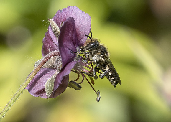 Shiny-vented Sharp-tail Bee (Coelioxys inermis) male