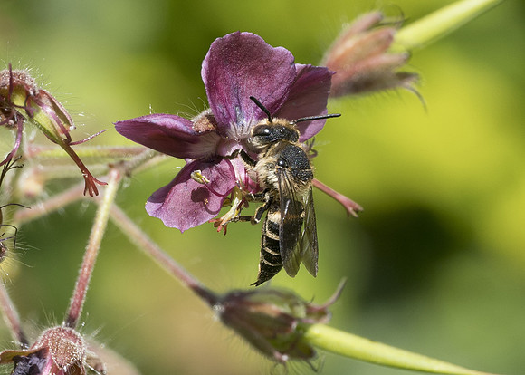 Shiny-vented Sharp-tail Bee (Coelioxys inermis) female