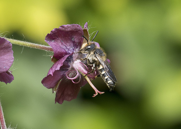 Shiny-vented Sharp-tail Bee (Coelioxys inermis) male