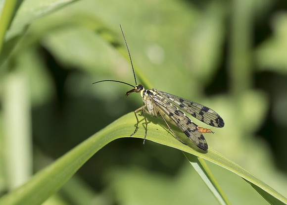 Scorpion Fly (Panorpa Communis) female