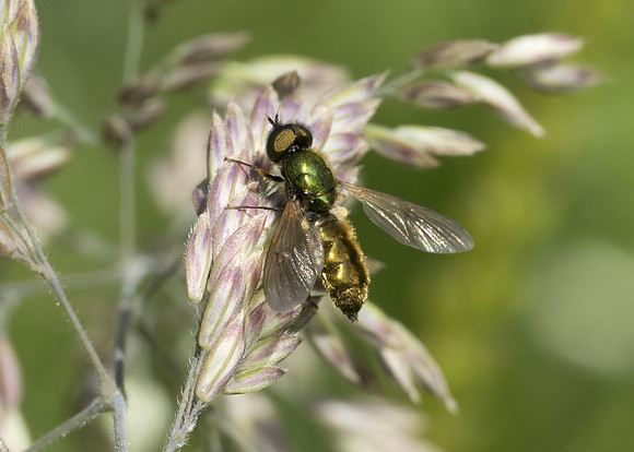 Soldierfly - Broad Centurion (Chloromyia formosa) male