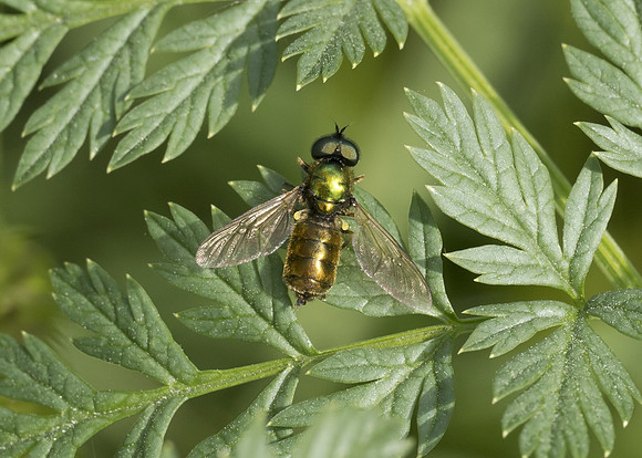 Soldierfly - Broad Centurion (Chloromyia formosa) male