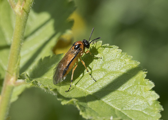 Wild Rose Fusehorn Sawfly (Arge ochropus)