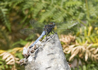 Keeled Skimmer (Orthetrum coerulescens) male