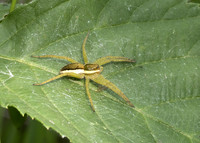 Raft Spider (Dolomedes Fimbriatus) immature