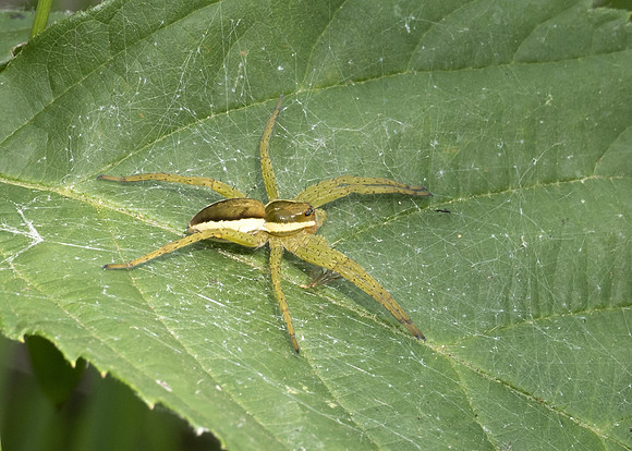 Raft Spider (Dolomedes Fimbriatus) immature