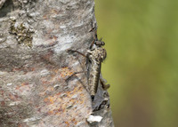 Kite-tailed Robberfly (Machimus atricapillus) female