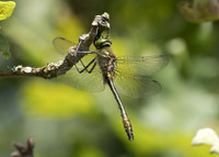 Downy Emerald (Cordulia aenea) male