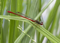 Small Red Damselfly (Ceriagrion tenellum) male