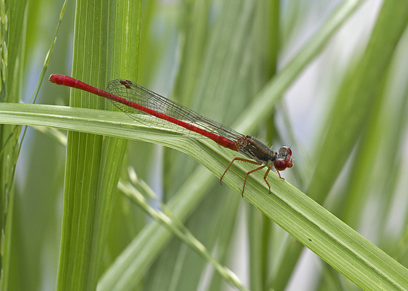 Small Red Damselfly (Ceriagrion tenellum) male